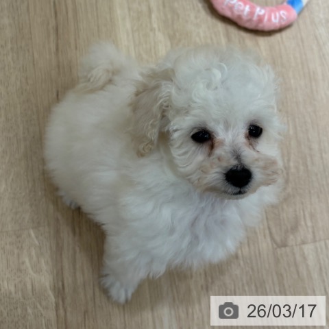 神奈川県のトイプードル(トイ) (ペットプラス モザイクモール港北店/2026年1月11日生まれ/男の子/ホワイト)の子犬の3枚目の画像