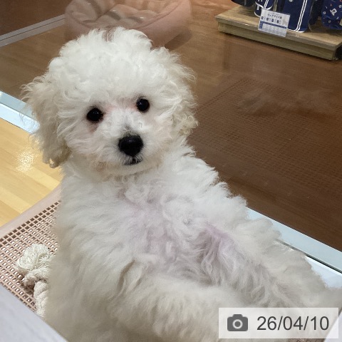神奈川県のトイプードル(トイ) (ペットプラス ビアレ横浜店/2026年1月11日生まれ/男の子/ホワイト)の子犬の3枚目の画像