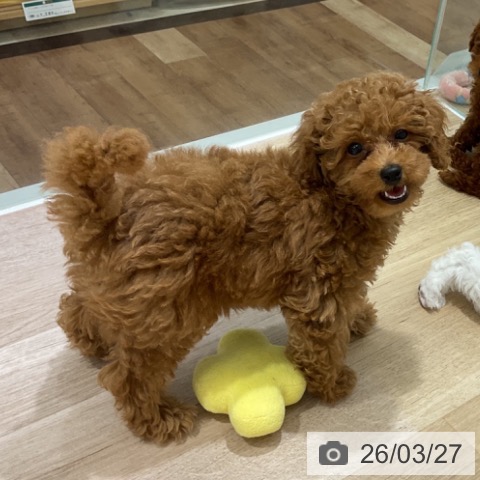 長野県のトイプードル(トイ) (ペットプラス 長野店/2026年1月11日生まれ/女の子/レッド)の子犬の4枚目の画像