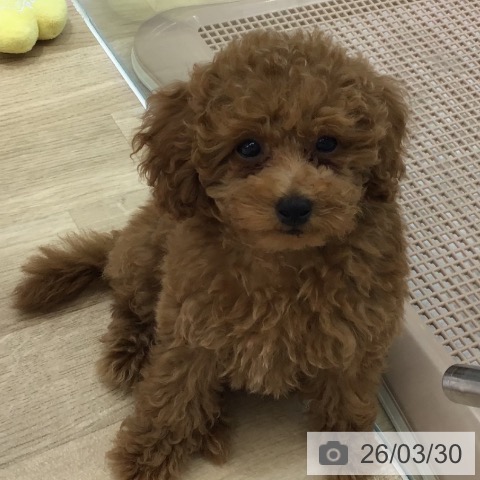 長野県のトイプードル(トイ) (ペットプラス 長野店/2026年1月11日生まれ/女の子/レッド)の子犬の4枚目の画像