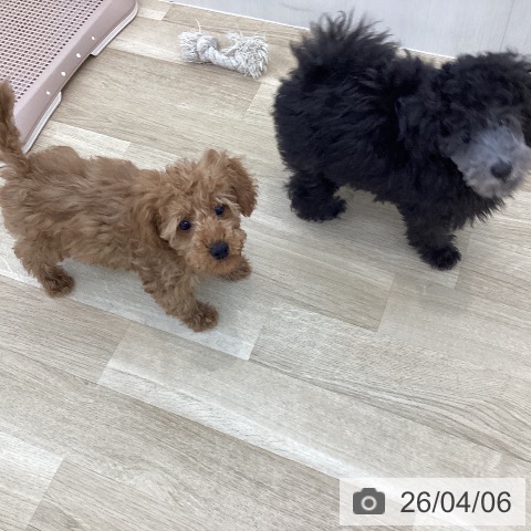 山梨県のトイプードル(トイ) (ペットプラス 甲府国母店/2026年1月13日生まれ/男の子/レッド)の子犬の4枚目の画像