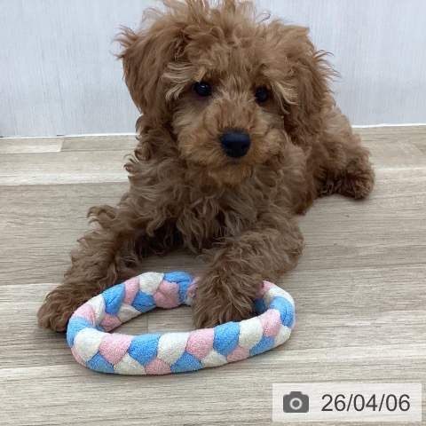 山梨県のトイプードル(トイ) (ペットプラス 甲府国母店/2026年1月13日生まれ/男の子/レッド)の子犬の3枚目の画像