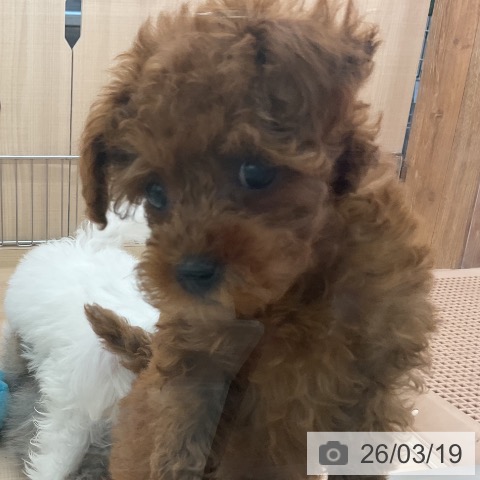 トイ・プードルの写真