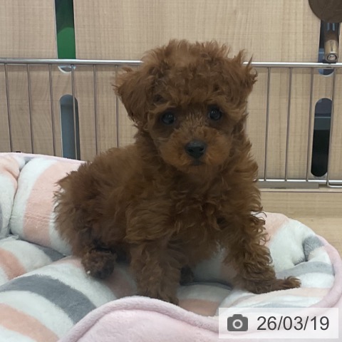 トイ・プードルの写真