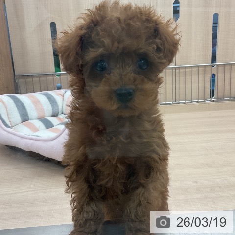 トイ・プードルの写真