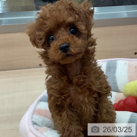 東京都のトイプードル(トイ) (ペッツワン 南砂町SUNAMO店/2026年1月13日生まれ/女の子/レッド)の子犬の4枚目の画像