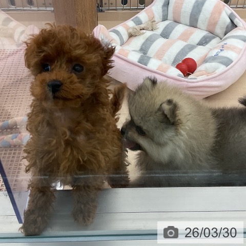 東京都のトイプードル(トイ) (ペッツワン 南砂町SUNAMO店/2026年1月13日生まれ/女の子/レッド)の子犬の3枚目の画像