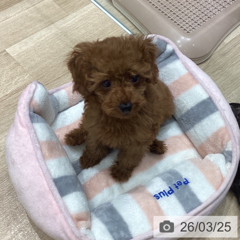 宮城県のトイプードル(トイ) (ペットプラス 名取店/2026年1月13日生まれ/女の子/レッド)の子犬の3枚目の画像