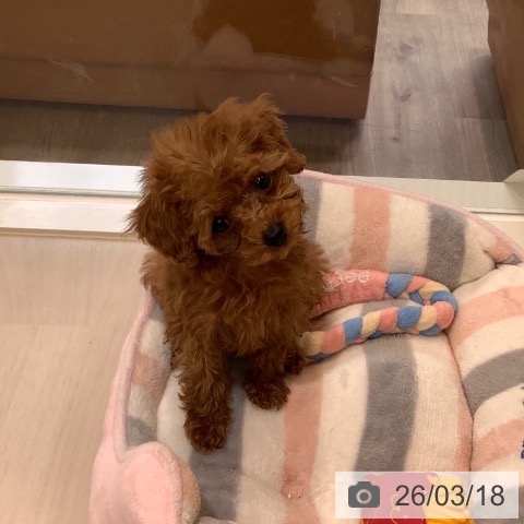 埼玉県のトイプードル(トイ) (ペットプラス クレアモール川越店/2026年1月13日生まれ/女の子/レッド)の子犬の4枚目の画像