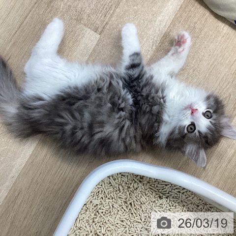 ノルウェージャンフォレストキャットの写真