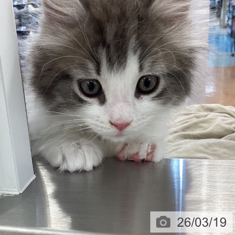 ノルウェージャンフォレストキャットの写真