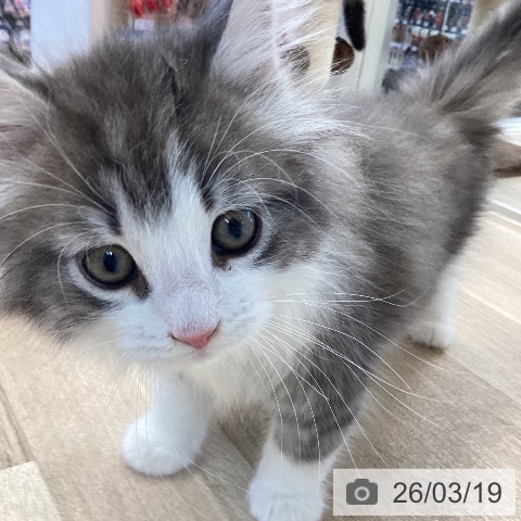 ノルウェージャンフォレストキャットの写真