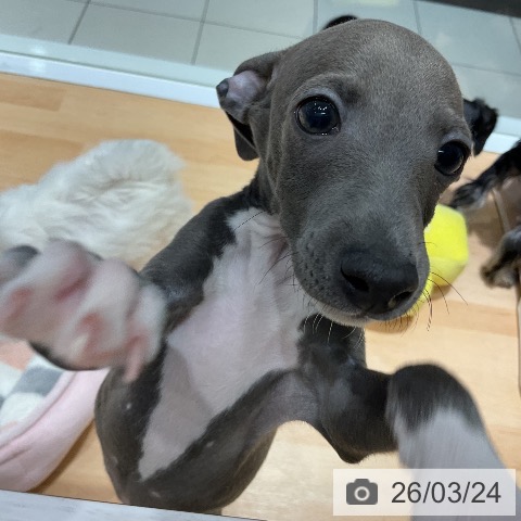 埼玉県のイタリアングレーハウンド (ペットプラス 与野店/2026年1月15日生まれ/男の子/ブルーホワイトマーキングス)の子犬の3枚目の画像