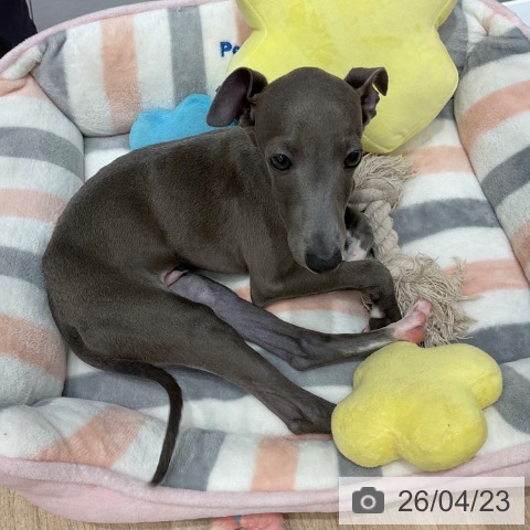 群馬県のイタリアングレーハウンド (ペットプラス イオンモール太田店/2026年1月15日生まれ/男の子/ブルーホワイトマーキングス)の子犬の4枚目の画像