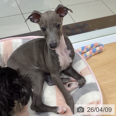 埼玉県のイタリアングレーハウンド (ペットプラス 与野店/2026年1月15日生まれ/男の子/ブルーホワイトマーキングス)の子犬の3枚目の画像