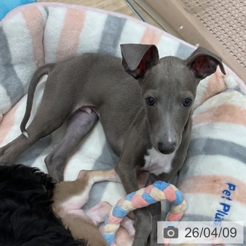 群馬県のイタリアングレーハウンド (ペットプラス イオンモール太田店/2026年1月15日生まれ/男の子/ブルーホワイトマーキングス)の子犬の3枚目の画像