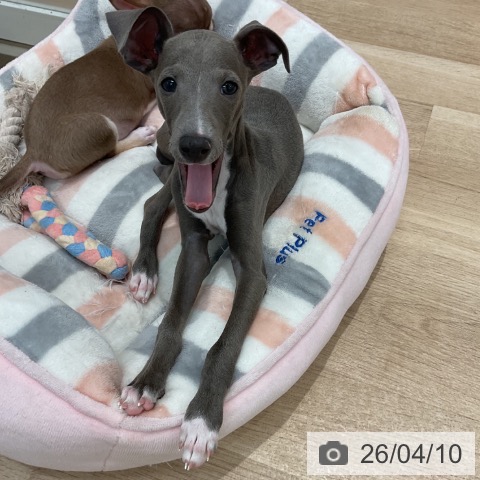 群馬県のイタリアングレーハウンド (ペットプラス イオンモール太田店/2026年1月15日生まれ/男の子/ブルーホワイトマーキングス)の子犬の3枚目の画像