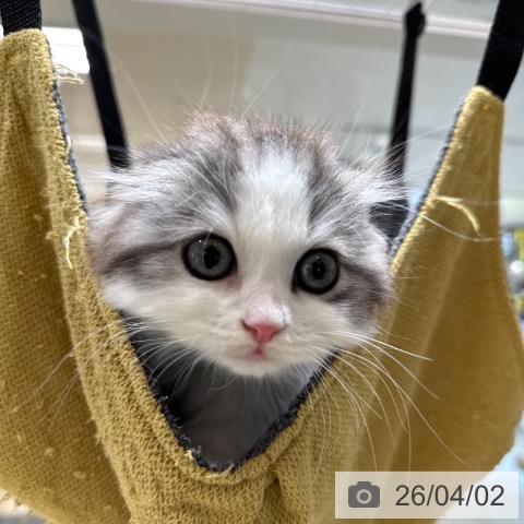 東京都のスコティッシュフォールド (ペットプラス アクアシティお台場店/2026年1月14日生まれ/男の子/シルバータビーホワイト)の子猫の4枚目の画像