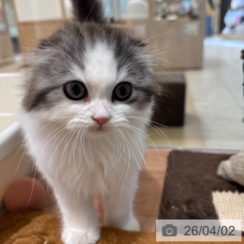 東京都のスコティッシュフォールド (ペットプラス アクアシティお台場店/2026年1月14日生まれ/男の子/シルバータビーホワイト)の子猫の3枚目の画像