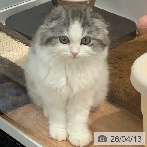 東京都のスコティッシュフォールド (ペットプラス アクアシティお台場店/2026年1月14日生まれ/男の子/シルバータビーホワイト)の子猫の4枚目の画像