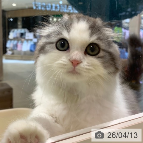 東京都のスコティッシュフォールド (ペットプラス アクアシティお台場店/2026年1月14日生まれ/男の子/シルバータビーホワイト)の子猫の3枚目の画像