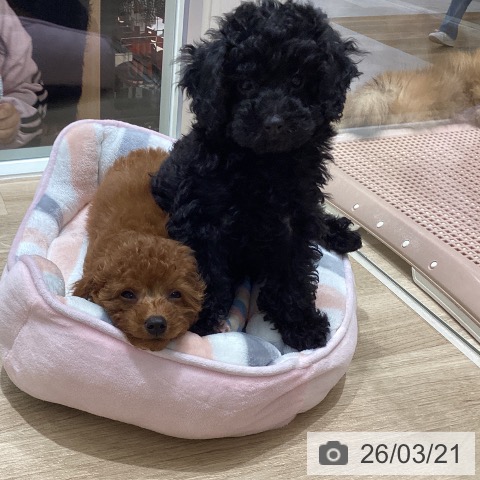 宮城県のトイプードル(トイ) (ペットプラス 仙台上杉店/2026年1月15日生まれ/女の子/レッド)の子犬の4枚目の画像