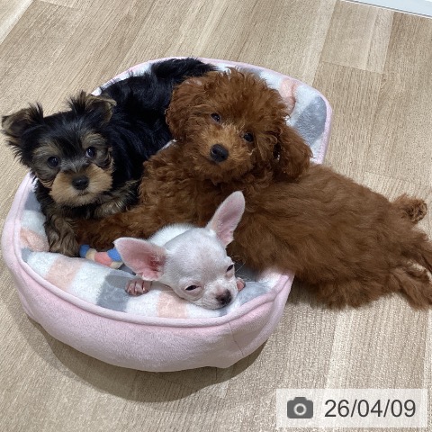 宮城県のトイプードル(トイ) (ペットプラス 仙台上杉店/2026年1月15日生まれ/女の子/レッド)の子犬の4枚目の画像