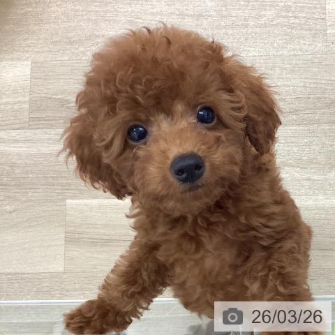 宮城県のトイプードル(トイ) (ペットプラス 仙台上杉店/2026年1月15日生まれ/女の子/レッド)の子犬の3枚目の画像