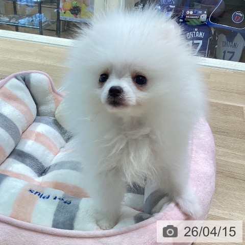 神奈川県のポメラニアン (ペットプラス ゆめが丘ソラトス店/2026年1月15日生まれ/男の子/ホワイト)の子犬の4枚目の画像