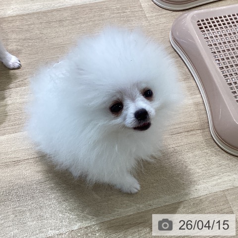 神奈川県のポメラニアン (ペットプラス ゆめが丘ソラトス店/2026年1月15日生まれ/男の子/ホワイト)の子犬の3枚目の画像
