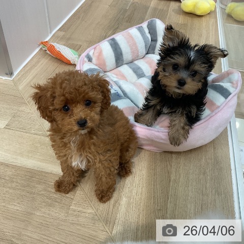 埼玉県のトイプードル(トイ) (ペットプラス ららぽーと新三郷店/2026年1月15日生まれ/女の子/レッド)の子犬の4枚目の画像