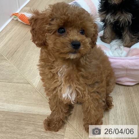 埼玉県のトイプードル(トイ) (ペットプラス ららぽーと新三郷店/2026年1月15日生まれ/女の子/レッド)の子犬の3枚目の画像