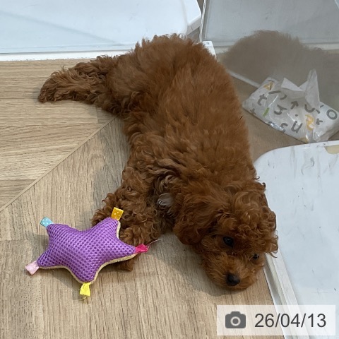 埼玉県のトイプードル(トイ) (ペットプラス ららぽーと新三郷店/2026年1月15日生まれ/女の子/レッド)の子犬の3枚目の画像