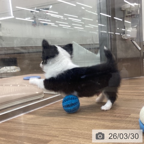 茨城県のチワワ(ロング) (ペッツワン 阿見店/2026年1月15日生まれ/男の子/ブラックタンホワイト)の子犬の4枚目の画像