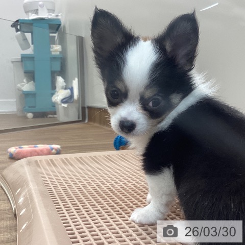 茨城県のチワワ(ロング) (ペッツワン 阿見店/2026年1月15日生まれ/男の子/ブラックタンホワイト)の子犬の3枚目の画像