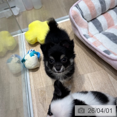 千葉県のチワワ(ロング) (ペットプラス 木更津店/2026年1月15日生まれ/男の子/ブラックタンホワイト)の子犬の3枚目の画像