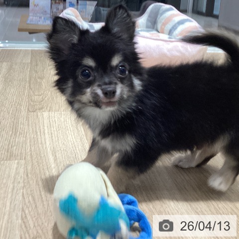 千葉県のチワワ(ロング) (ペットプラス 木更津店/2026年1月15日生まれ/男の子/ブラックタンホワイト)の子犬の4枚目の画像