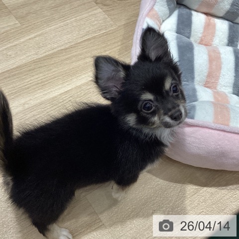 千葉県のチワワ(ロング) (ペットプラス 木更津店/2026年1月15日生まれ/男の子/ブラックタンホワイト)の子犬の3枚目の画像