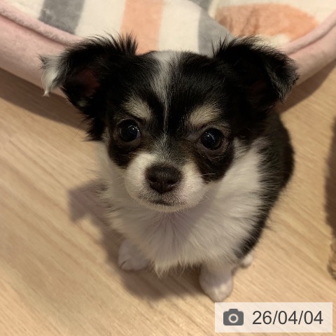 千葉県のチワワ(ロング) (ペットプラス 幕張新都心店/2026年1月15日生まれ/女の子/ブラックタンホワイト)の子犬の3枚目の画像