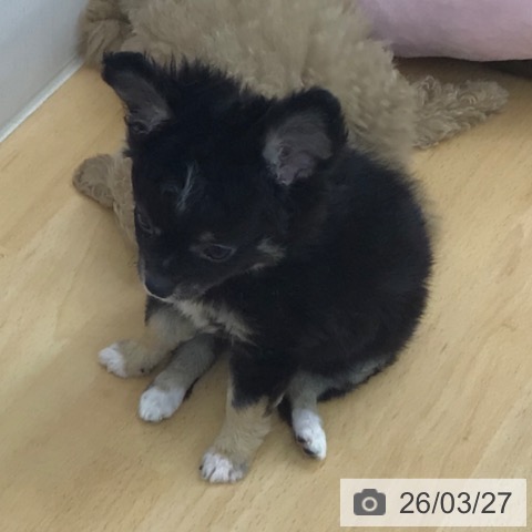 青森県のチワワ(ロング) (ペットプラス 青森浜田店/2026年1月14日生まれ/男の子/ブラックタンホワイト)の子犬の4枚目の画像