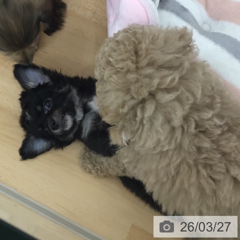 青森県のチワワ(ロング) (ペットプラス 青森浜田店/2026年1月14日生まれ/男の子/ブラックタンホワイト)の子犬の3枚目の画像