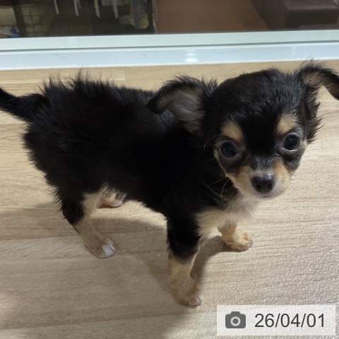 神奈川県のチワワ(ロング) (ペットプラス 湘南平塚店/2026年1月14日生まれ/女の子/ブラックタンホワイト)の子犬の3枚目の画像