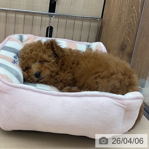 埼玉県のトイプードル(トイ) (ペッツワン 浦和美園店/2026年1月16日生まれ/男の子/レッド)の子犬の3枚目の画像