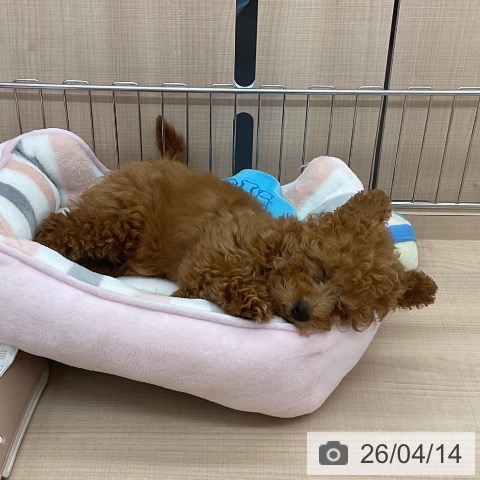 埼玉県のトイプードル(トイ) (ペッツワン 浦和美園店/2026年1月16日生まれ/男の子/レッド)の子犬の4枚目の画像