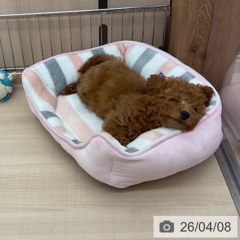 埼玉県のトイプードル(トイ) (ペッツワン 浦和美園店/2026年1月16日生まれ/男の子/レッド)の子犬の3枚目の画像