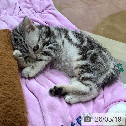 アメリカンショートヘアの写真