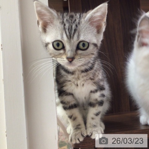 東京都のアメリカンショートヘアー (ペットプラス 日の出店/2026年1月15日生まれ/男の子/シルバータビー)の子猫の3枚目の画像