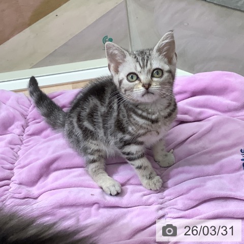 東京都のアメリカンショートヘアー (ペットプラス 日の出店/2026年1月15日生まれ/男の子/シルバータビー)の子猫の3枚目の画像