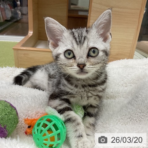 千葉県のアメリカンショートヘアー (ペットプラス 成田店/2026年1月15日生まれ/男の子/シルバータビー)の子猫の3枚目の画像