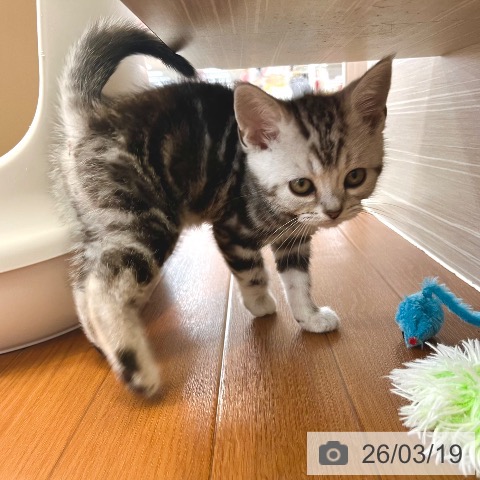 アメリカンショートヘアの写真